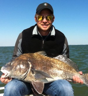 Black Drum