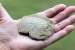 Sand dollar