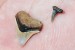 Shark Tooth