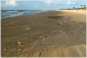 Also look for treasures along the wrack line, the line of debris left by the receding high tide.