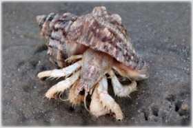 Hermit Crab