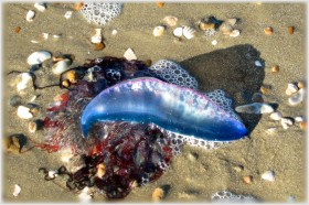 Portuguese Man-O-War