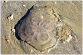 Moon Jellyfish