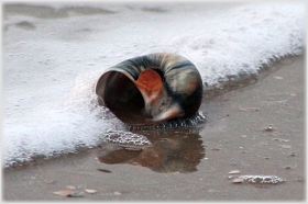 Moon Shell (Shark's Eye)