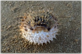 Puffer Fish