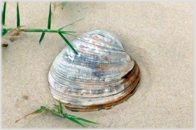 QUAHOG (Hard Clam)