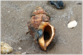 Rockshell