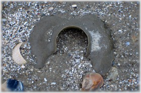 Sand collars are the egg masses of moon snails. They consist of sand grains cemented together by a gelatinous matrix, with embedded eggs. The sand collar forms around the female moon snail, taking the shape of that particular snail. It's not a complete circle because the female has to leave herself an escape route. She starts laying eggs and the sand sticks to the mucus. Although the collar feels hard, plasticky and appears dead, each collar can contain thousands of living eggs. When the eggs hatch, the collar disintegrates. An intact collar has living snails in it! Please don't damage the sand collars.