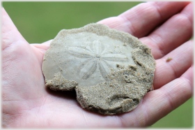 Sand Dollar