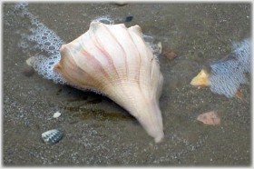 Whelk