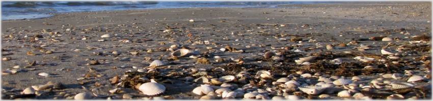 Beachcombing on Bolivar Peninsula Texas