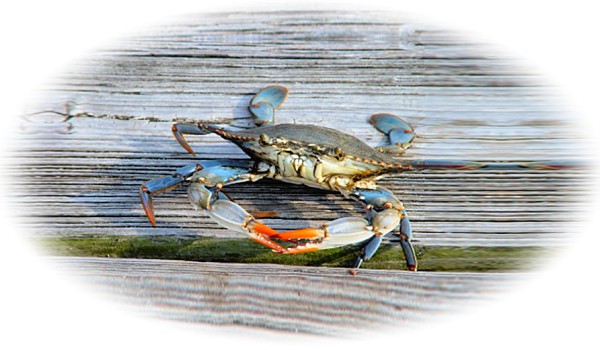 Blue Crab