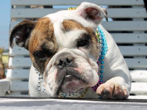 Mardi Gras Parade 2014-Crystal Beach, Texas