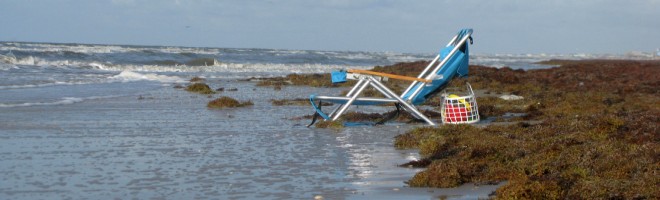 Sargassum weed frequently invades the beaches of Bolivar Peninsula in the srping and early summer.